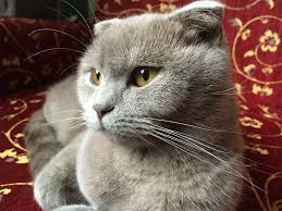 bir kedi ile yasamak alper iskender