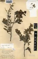 Image result for Xylopia odoratissima