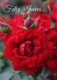 Pin By Ana Padilla On Dias De La Semana Hybrid Tea Roses Tea Roses Rose