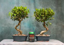 Ficus Microcarpa 'Tiger Bark' – Curved Trunk – Bonsai Tree – Wigert's Bonsai