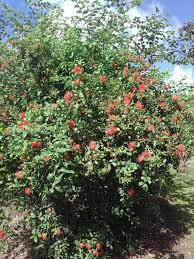 Image result for Combretum constrictum