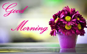 Flower Good Morning Images Hd Download Good Morning Wallpaper Good Morning Sweetheart Images Good Morning Images