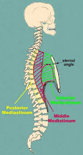 It lies in the midline of the chest between the pleura of each. Pleura