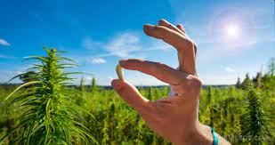 Remove the top of the machine, and set it aside. Recreational Rectal Use Of Cannabis Sensi Seeds