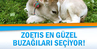 Etkin Pazarlama On Twitter Animals Lamb