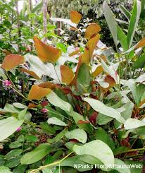 Image result for Marantochloa purpurea