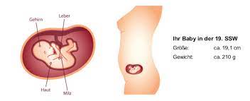 Die gesichtszüge des fötus sind nun bereits definiert foto: 19 Ssw Schwangerschaftswoche Mutter Bauch Baby In 19 Ssw