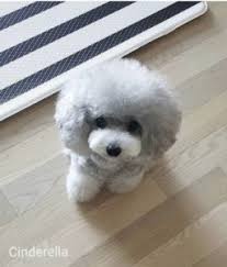 Find your new companion at nextdaypets.com. Pudoru Teddy Poodle Lovers Malaysia