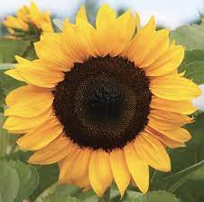 Pin On Sunflowers