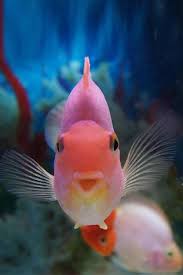 Pin By Mike On Nature Ocean Creatures Ocean Animals Underwater Creatures