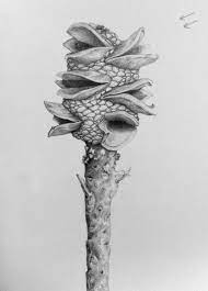 Banksia Seed Pod Graphite By Jenny Haslimeier Illustration Botanical Illustration Artist