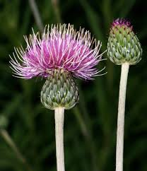 Image result for Erythrocephalum decipiens