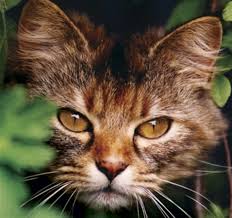 Feral Cats