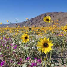 Some cactus are in bloom. Where To See California Wildflowers Moon Travel Guides