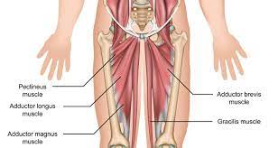 In human anatomy, the groin (the adjective is inguinal, as in inguinal canal) is the junctional area (also known as the inguinal region) between the abdomen and the thigh on either side of the pubic bone. Adductor Tendonitis Groin Inflammation Symptoms Treatment Rehab