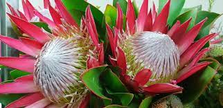 King Protea Ruby Red King Protea Flowers Ruby Red