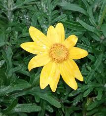 Image result for Eriospermum seineri