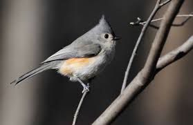 Tufted Titmouse Indiana Audubon Society Titmouse Tufted Audubon Society