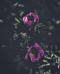 Purple Rose Pictures Download Free Images On Unsplash Lovepik > purple roses images 41000+ results. purple rose pictures download free