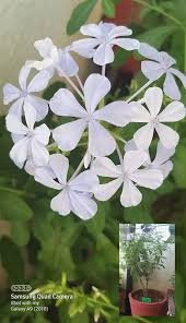 Image result for Plumbaginaceae