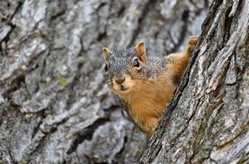 Image result for squirrel