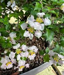 Image result for Malpighia coccigera