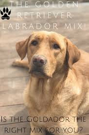 Goldador A Golden Retriever Labrador Mix Labrottie Com Goldador Golden Retriever Lab Mix Puppy Lab Mix Puppies