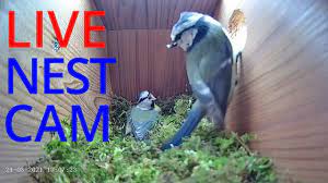 Schoolgirl attacked by magpie in the park. 15th May 2021 Magpie Attack Thwarted Blue Tit Nest Box Live Camera Highlights Youtube