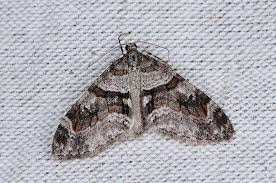 Image result for Trichopteryx