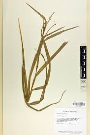 Image result for Scleria foliosa