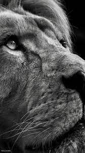 Black White In 2021 Lions Photos Animals Black And White Lion Images