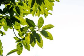 Image result for Mitragyna stipulosa