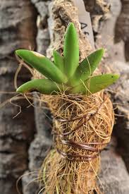 Image result for Bolusiella maudiae