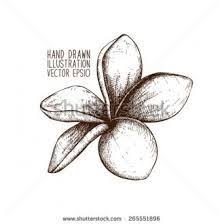 Image Result For Frangipani Flower Outline Flower Outline Small Flower Tattoos Flower Drawing