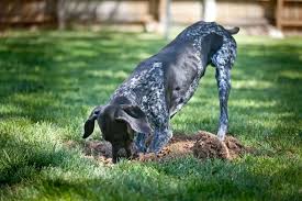 Best parvo disinfectant for yards, soil, mulch (organics) porous, organic material is hardest to rid of canine parvo, but it can be done. Canine Parvovirus Parvo Wilbraham Animal Hospital