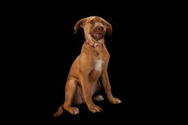 Check spelling or type a new query. Seizure Alert Dogs Save Humans With Early Warnings