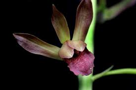 Image result for Eulophia obstipa