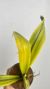 Image result for Sansevieria dooneri