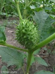 Image result for durman obecný plod