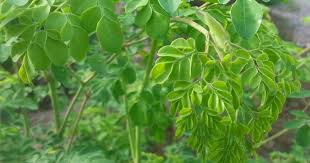 Lorong tanjung bungah neighbourhood park 2020 december 24. Hamparan Seni Moringa Ramungai Murungai Dan Kelor