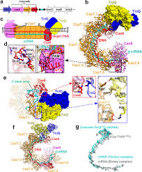 Most of us have experienced what one goes through when a job offer gets accepted. Structure Function Insights Into The Initial Step Of Dna Integration By A Crispr Cas Transposon Complex Cell Research