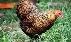 We did not find results for: What Chicken Breeds Are Best For Your Farm Backyard