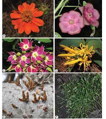 Image result for Limosella grandiflora