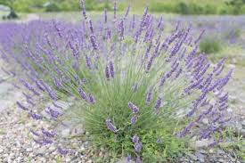Appalachian Botanical Co. is Creating Lavender Products From the Ground Up 