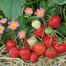 Das macht auch das überwintern von erdbeeren im rohr schwierig. Erdbeeren Pflanzen Pflegen Und Ernten Mein Schoner Garten