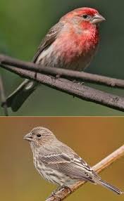Bird With Large Beak House Finch House Finches Are Small Bodied Finches With Fairly Large Beaks Somewhat Long Flat Heads The Wings Are Short With Images Finches Bird Birds Backyard Birds