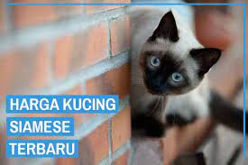 Gambar kucing siam yang comel kucingcomel com. Update Daftar Harga Kucing Siamese Terbaru 2021 Kucingklik Com