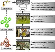 These include the spray reactor and the mist reactor. Figure 3 From Towards High Yield Production Of Pharmaceutical Proteins With Plant Cell Suspension Cultures Semantic Scholar