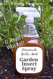 Homemade Garlic Mint Garden Insect Spray That Really Works An Oregon Cottage Organic Insect Spray Mint Garden Garden Insects
