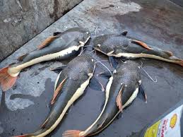 Barbus baudoni adalah ikan air tawar asli afrika barat. Ikan Pemangsa Terlepas Ke Sungai Perak Utusan Digital